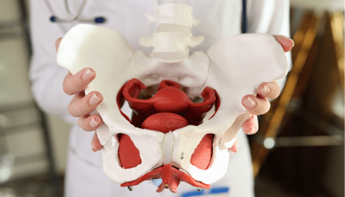 Anatomie des Beckenbodens BetterPelvi